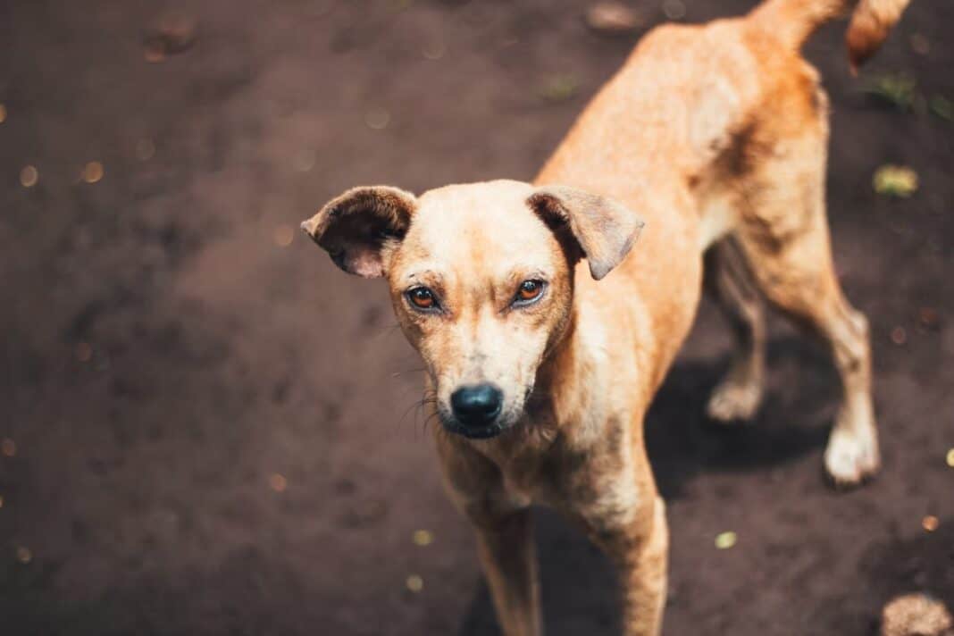 What Parents Need to Know When a Child Is Bitten by a Dog in Utah